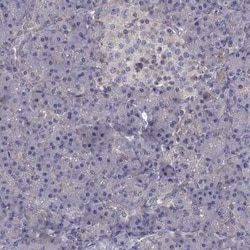 Integrin beta 1/CD29 Antibody, Novus Biologicals 100 &mu;g; Unconjugated:Antibodies,