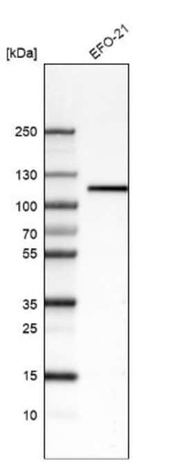 Integrin beta 3/CD61 Antibody (CL7319), Novus Biologicals 25 &mu;L; Integrin