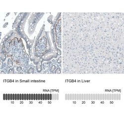 Integrin beta 4/CD104 Antibody (CL6972), Novus Biologicals 25 &mu;L; Integrin