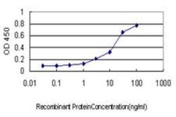 Novus Biologicals Integrin beta 5 Antibody (2C4), Novus Biologicals 0.1 mg | Buy Online | Novus Biologicals&trade; | Fisher Scientific