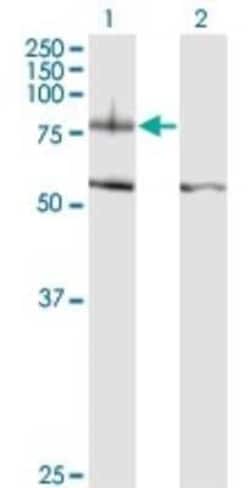 Novus Biologicals Integrin beta 8 Antibody (2B4), Novus Biologicals 0.1