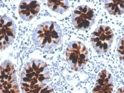 Intelectin-1/Omentin Mouse anti-Human, Clone: ITLN1/4061, Novus Biologicals:Anticuerpos:Anticuerpos