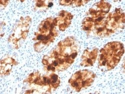 Intelectin-1/Omentin Mouse anti-Human, Clone: ITLN1/4063, Novus Biologicals:Antibodies:Primary