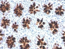 Intelectin-1/Omentin Mouse anti-Human, Clone: ITLN1/4066, Novus Biologicals