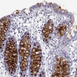 Intelectin-1/Omentin Antibody, Novus Biologicals:Antibodies:Primary Antibodies