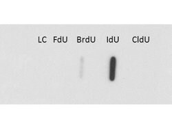 Iododeoxyuridine/IdU Antibody (32D8.D9), Novus Biologicals Iododeoxyuridine/IdU