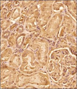 Irisin/FNDC5 Antibody - BSA Free, Novus Biologicals 0.1mg; Unlabeled:Antibodies,