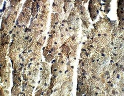 Irisin/FNDC5 Antibody, Novus Biologicals 100 &mu;g | Buy Online | Bio-Techne | Fisher Scientific