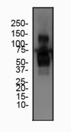Irisin/FNDC5 Antibody - BSA Free, Novus Biologicals 0.1mg; Unlabeled:Antibodies,