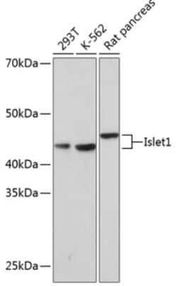 Islet-1 Rabbit anti-Human, Mouse, Rat, Clone: 1G9Q8, Novus Biologicals:Antibodies:Primary