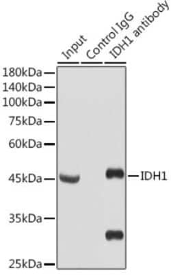 Isocitrate Dehydrogenase 1/IDH1 Rabbit anti-Human, Mouse, Rat, Clone: 3L6P2, Novus Biologicals 100 &mu;g | Buy Online | Novus Biologicals | Fisher Scientific