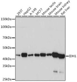 Isocitrate Dehydrogenase 1/IDH1 Rabbit anti-Human, Mouse, Rat, Clone: 3L6P2, Novus Biologicals 100 &mu;g | Buy Online | Novus Biologicals | Fisher Scientific