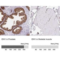 Isocitrate Dehydrogenase 1/IDH1 Antibody, Novus Biologicals 25 &mu;L; Unconjugated:Antikörper