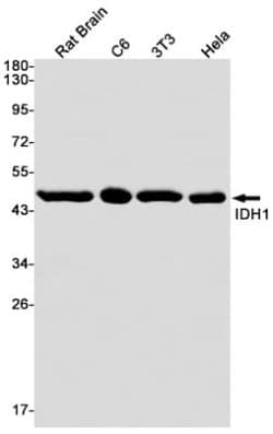 Isocitrate Dehydrogenase 1/IDH1 Antibody (S05-2G5), Novus Biologicals 50