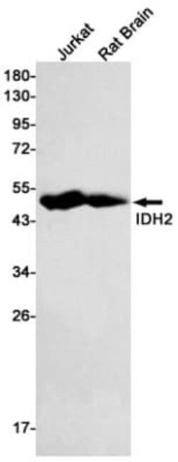 Isocitrate Dehydrogenase 2/IDH2 Antibody (S04-1B0), Novus Biologicals:Antibodies:Primary