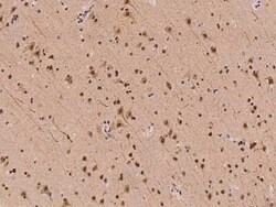 Isopeptidase T/USP5 Antibody, Novus Biologicals 50 &mu;g, Unconjugated:Antibodies,