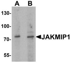 JAKMIP1 Antibody - BSA Free, Novus Biologicals 0.1 mg; Unconjugated:Antibodies,