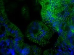 JAM-A, Rat anti-Mouse, Clone: H202-106, Novus Biologicals 250 &mu;g | Buy Online | Novus Biologicals | Fisher Scientific