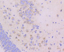 JAM-A Rabbit anti-Human, Clone: SC60-07, Novus Biologicals 100&mu;L:Antibodies,