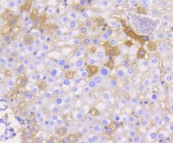 JAM-A Rabbit anti-Human, Clone: SC60-07, Novus Biologicals 100&mu;L:Antibodies,