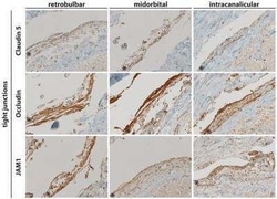 JAM-A Antibody (2E3-1C8), Novus Biologicals 0.1 mg | Buy Online | Novus Biologicals | Fisher Scientific
