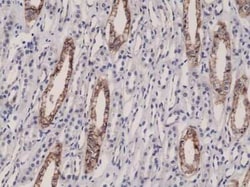 JAM-A Antibody (RM275), Novus Biologicals 100 &mu;g; Unconjugated:Antibodies,