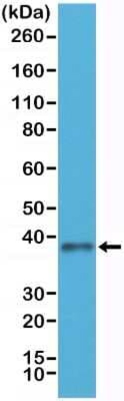 JAM-A Antibody (RM275), Novus Biologicals 100 &mu;g; Unconjugated:Antibodies,