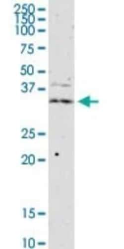 JAM-B/VE-JAM Antibody (1G4), Novus Biologicals 0.1 mg | Buy Online | Novus Biologicals | Fisher Scientific