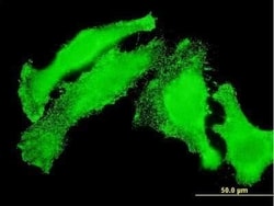 JIK Antibody (1D8), Novus Biologicals 0.1 mg | Buy Online | Novus Biologicals | Fisher Scientific