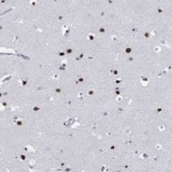 JIP1 Rabbit anti-Human, Polyclonal, Novus Biologicals 25 &mu;g | Buy Online | Novus Biologicals | Fisher Scientific