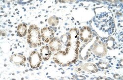 JMJD2D Antibody, Novus Biologicals 100 &mu;L; Unconjugated:Antibodies,