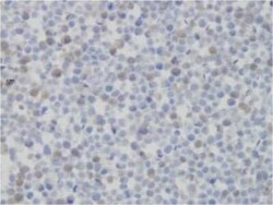 JMJD4 Antibody (JMJD4/32b/H12) - BSA Free, Novus Biologicals 0.025 mL | Buy Online | Novus Biologicals | Fisher Scientific
