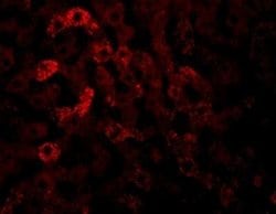 JMJD7 Antibody - BSA Free, Novus Biologicals 0.1 mg; Unconjugated:Antibodies,