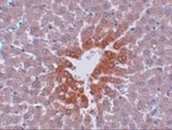 JMJD7 Antibody - BSA Free, Novus Biologicals 0.1 mg; Unconjugated:Antibodies,