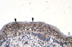 JMJD8 Antibody, Novus Biologicals 100 &mu;L; Unconjugated:Antibodies, Polyclonal