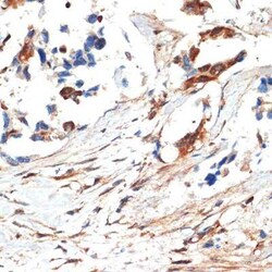 JNK1/2/3 Rabbit anti-Human, Mouse, Rat, Polyclonal, Novus Biologicals:Antibodies:Primary
