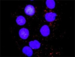 JNK1 Antibody (2F11), Novus Biologicals 0.1 mg | Buy Online | Novus Biologicals | Fisher Scientific