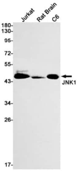 JNK1 Antibody (S05-7A3), Novus Biologicals 50 &mu;g; Unconjugated:Anticorps,