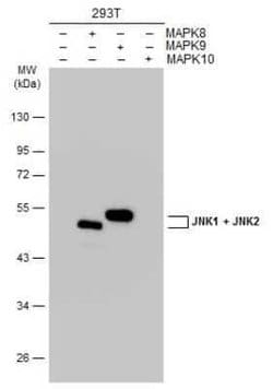 JNK1/JNK2 Antibody, Novus Biologicals 100 &mu;g; Unconjugated:Antibodies,