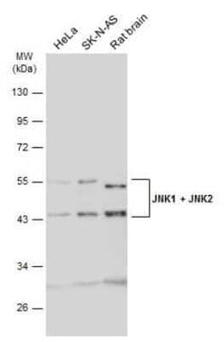JNK1/JNK2 Antibody, Novus Biologicals 100 &mu;g; Unconjugated:Antibodies,