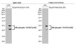 JNK1, p Thr183, p Tyr185 Antibody (HL1008), Novus Biologicals 100 &mu;g;