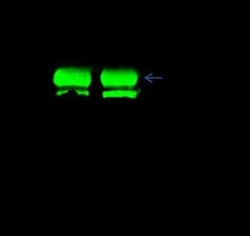 JNK2 Antibody, Novus Biologicals 100 &mu;g; Unconjugated:Antibodies, Polyclonal