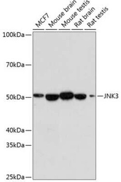 JNK3 Rabbit anti-Human, Mouse, Rat, Clone: 2O10P2, Novus Biologicals 20 &mu;g | Buy Online | Novus Biologicals | Fisher Scientific
