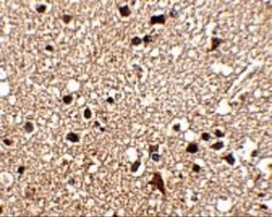 JPH3 Antibody - BSA Free, Novus Biologicals 0.1 mg | Buy Online | Novus Biologicals | Fisher Scientific
