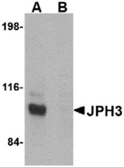 JPH3 Antibody - BSA Free, Novus Biologicals 0.1 mg | Buy Online | Novus Biologicals | Fisher Scientific
