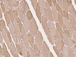 JSRP1 Antibody, Novus Biologicals 50 &mu;g, Unconjugated:Antibodies, Polyclonal
