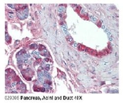 Jagged 1 Antibody (J1G53-3) - Azide and BSA Free, Novus Biologicals 100