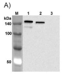 Jagged 1 Antibody (J1G53-3) - Azide and BSA Free, Novus Biologicals 100