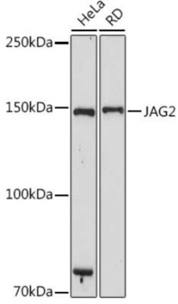 Jagged 2 Rabbit anti-Human, Mouse, Clone: 3K1I8, Novus Biologicals:Antibodies:Primary
