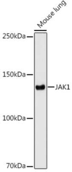Jak1 Rabbit anti-Human, Mouse, Rat, Clone: 7Q1B2, Novus Biologicals 100 &mu;g | Buy Online | Novus Biologicals | Fisher Scientific
